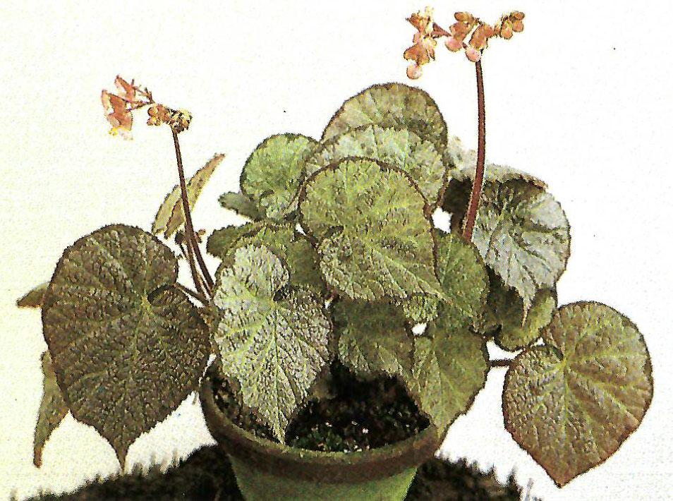 B. ‘Rikyu’